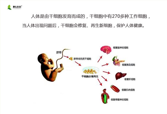 干细胞的介绍1